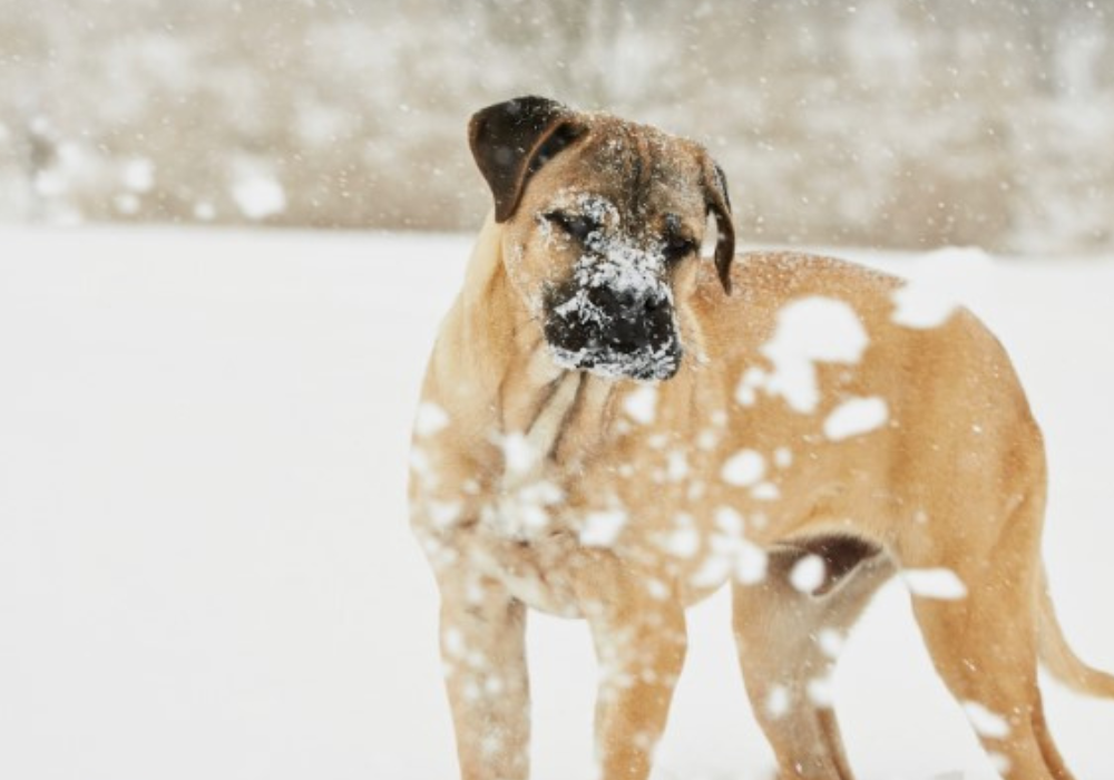Keeping Your Clinic Winter-Safe