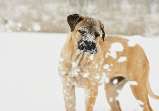Keeping Your Clinic Winter-Safe