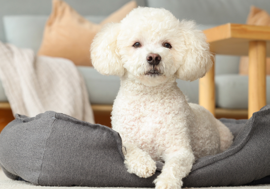 Keeping Your Home Odor Free