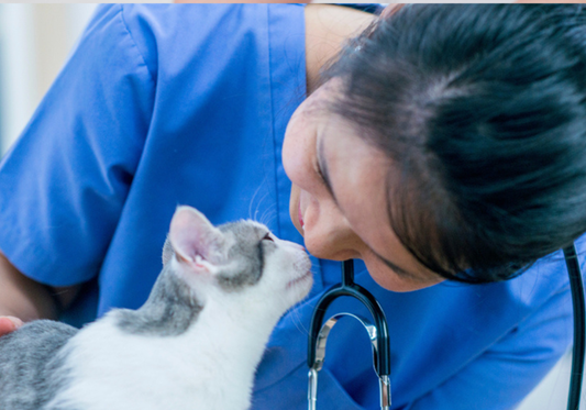 Maintaining Cleanliness in High-Traffic Areas of Veterinary Clinics: Challenges and Solutions