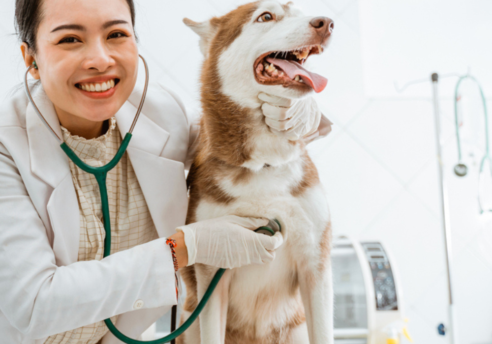 Managing Odors in Veterinary Spaces: Tips and Products for Effective Odor Control