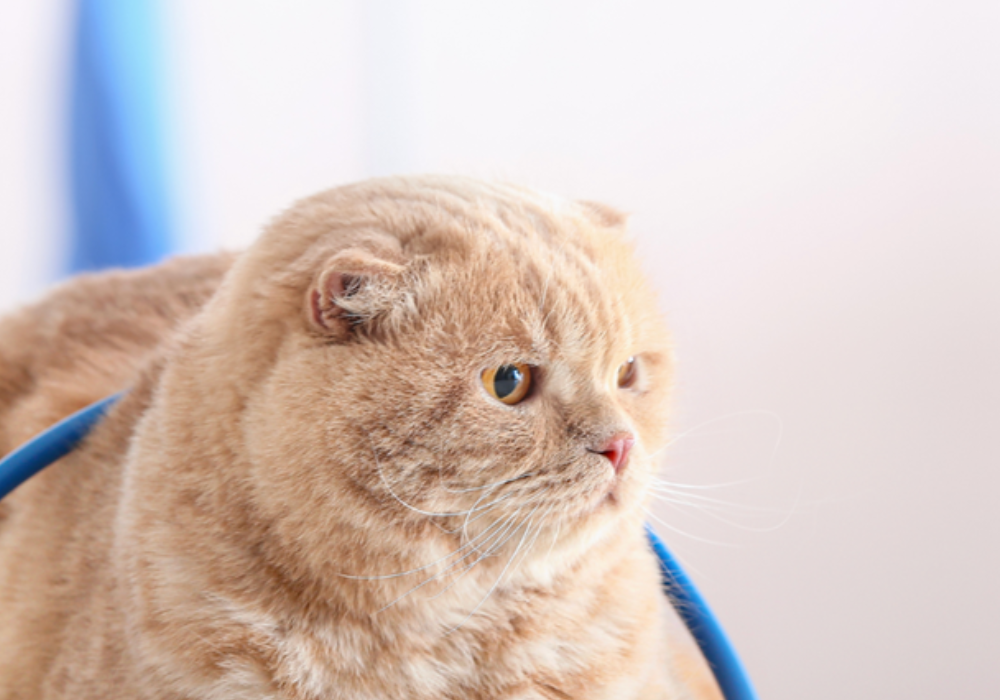 Mistakes to Avoid When Cleaning Veterinary Facilities