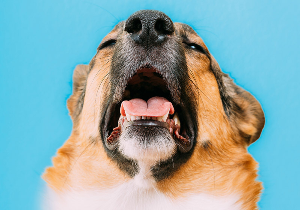 Mysterious Canine Respiratory Illness in the United States: Understanding Atypical Respiratory Disease