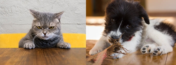 Pets vs. Zombies: The War on Odor and Stains
