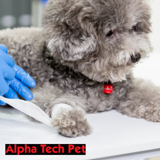 Pet Wounds 101