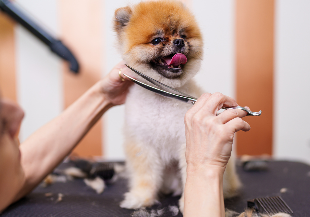 Pet Grooming and Seasonal Changes: Adapting Your Routine From Winter to Spring