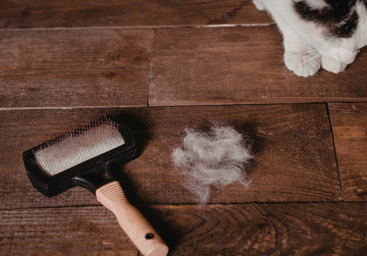 Pet Grooming and Seasonal Changes: Adapting Your Routine From Winter to Spring