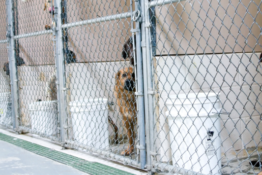 Why Certain Runs Always Smell Worse: What’s Behind Kennel Run Odor