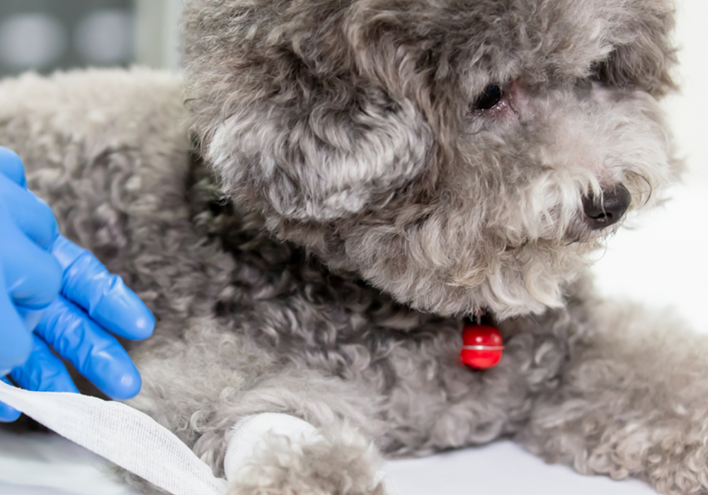 Pet Wounds 101