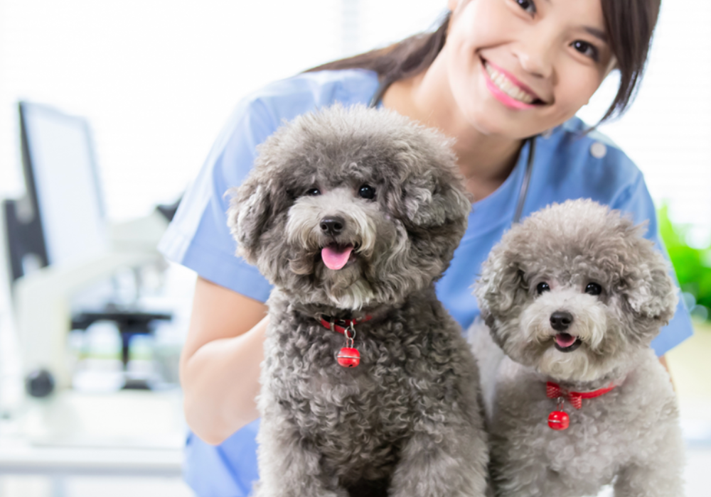 Preventing Cross-Contamination in Veterinary Clinics: Strategies and Procedures
