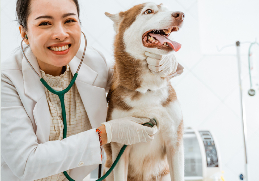 Preventing Cross-Contamination in Veterinary Settings: Key Strategies and Techniques