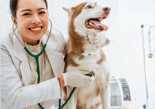 Preventing Cross-Contamination in Veterinary Settings: Key Strategies and Techniques