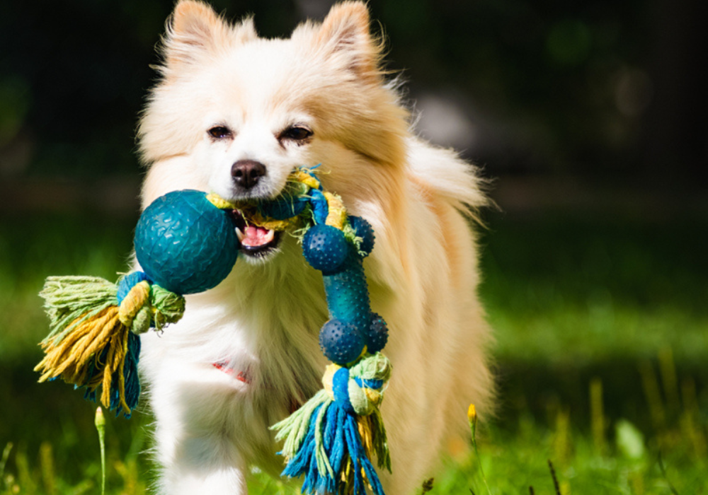 Preventing Pet Odors in the Summer Heat: Tips for a Fresh-Smelling Home