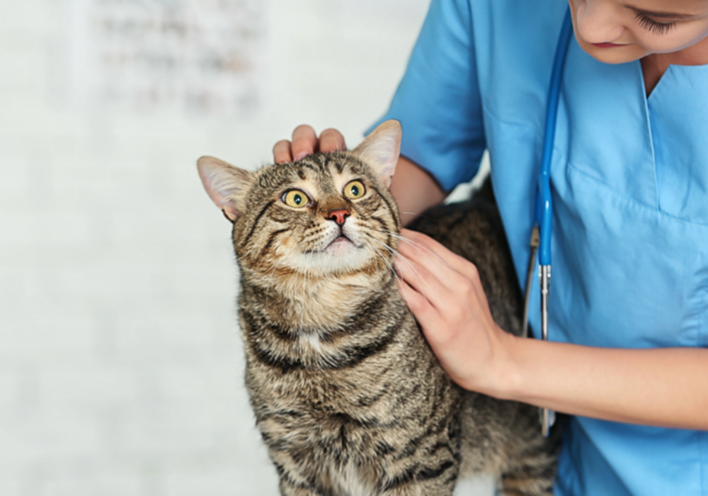 Properties of Ideal Pet Disinfectants