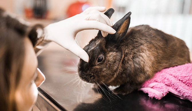 Understanding Rabbit Hemorrhagic Disease (RHD)
