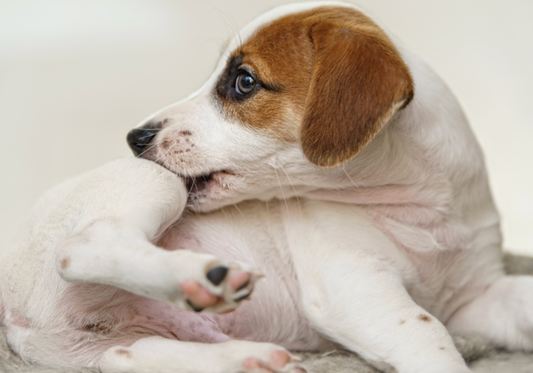 Recognizing and Managing Common Allergies in Pets