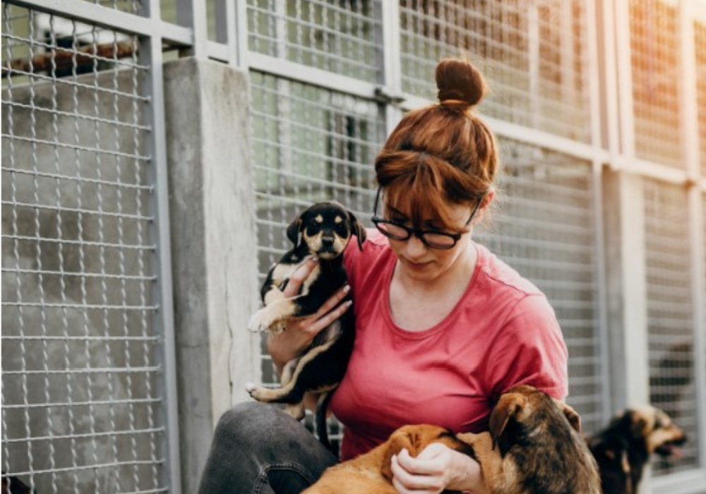 Recommended Animal Shelter Products