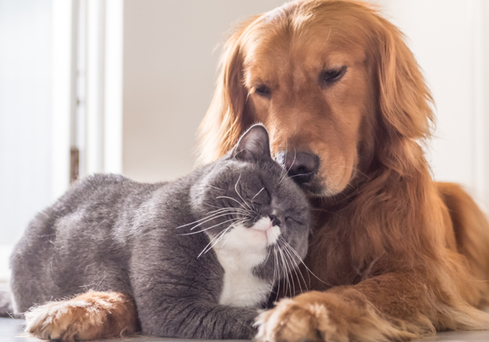 Remove Pet Hair and Debris Fast and Easy