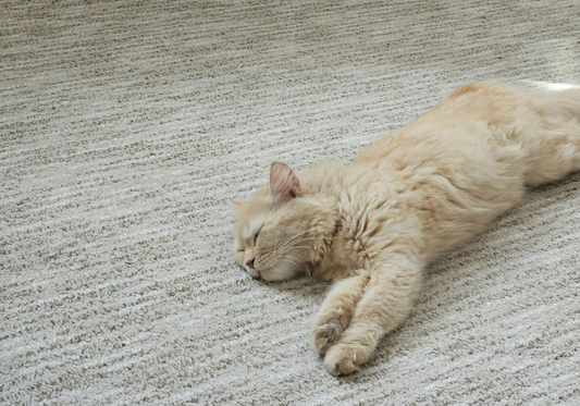 Unleash the Power of OdorPet Concentrate: Your Ultimate Solution for Carpet Woes