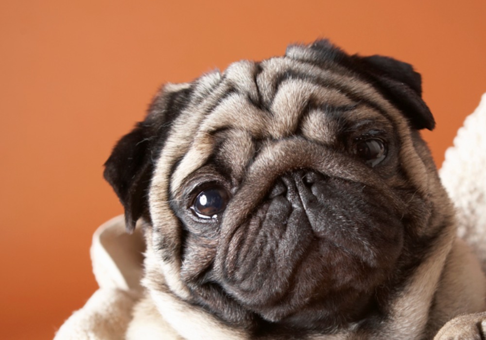 Safe and Effective Alternatives to Bleach in Veterinary Clinic Cleaning Protocols