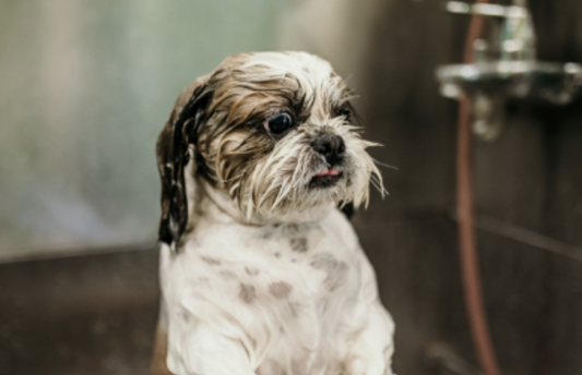Best Practices for Sanitizing Grooming Tubs, Tools, and Workspaces