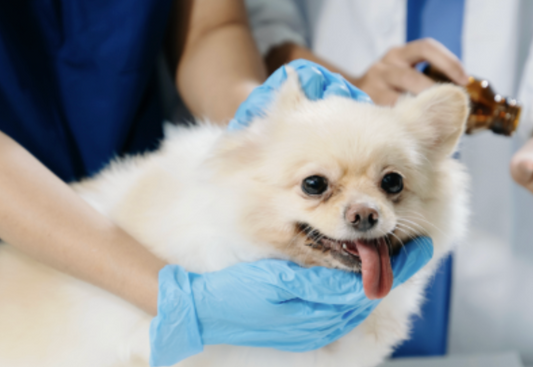 How Proper Cleaning Supports Faster Recovery in Post-Operative Pets