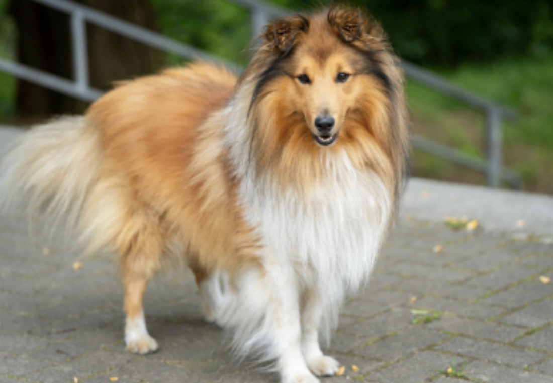 The Best Cleaning Routines for Managing High-Shedding Breeds