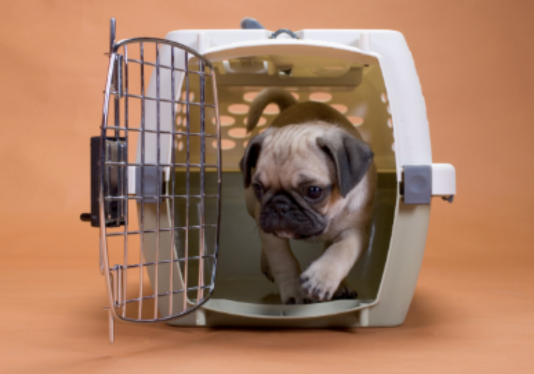How to Clean and Deodorize Pet Crates, Carriers, and Transport Vans