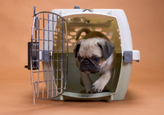 How to Clean and Deodorize Pet Crates, Carriers, and Transport Vans