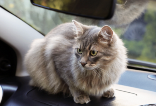 How to Remove Cat Pet Odor from Your Car