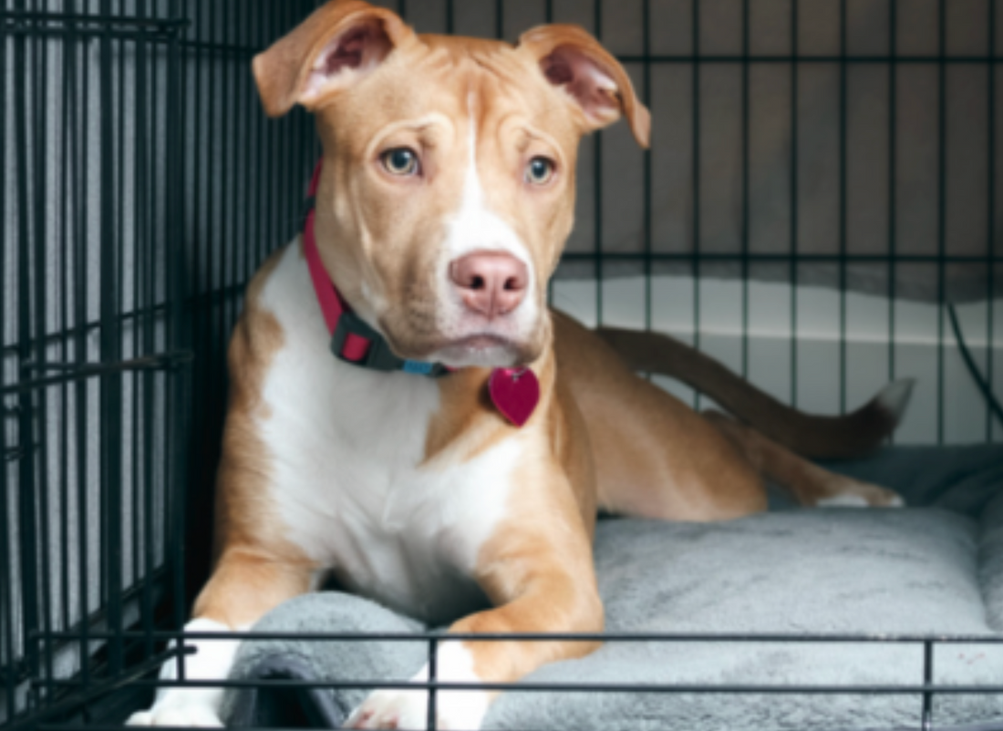 Why Kennel Smell Gets Worse in the Afternoon