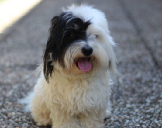 Why “Clean” Doesn’t Stay Clean: The Truth About Kennel Odor