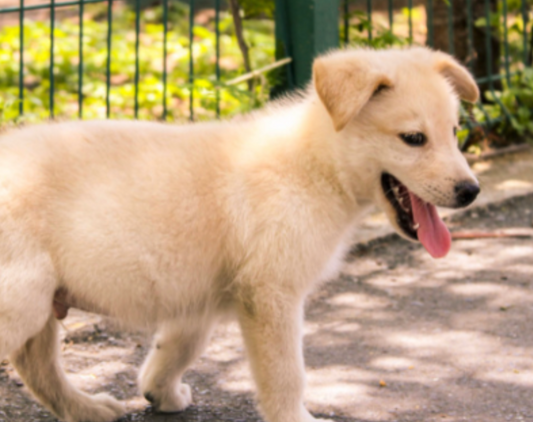 Why It Smells Fine After Kennel Cleaning… Then Comes Back