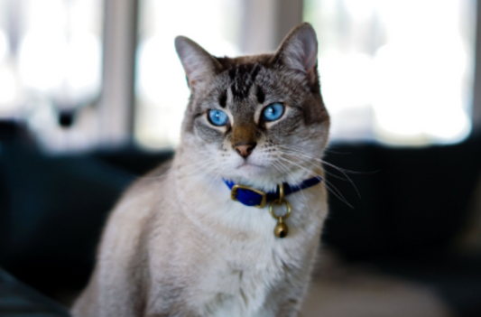Why Summer Makes Pet Odor Problems Explode