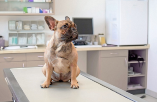 Olfactory Fatigue: Why You Stop Smelling What Customers Notice Immediately