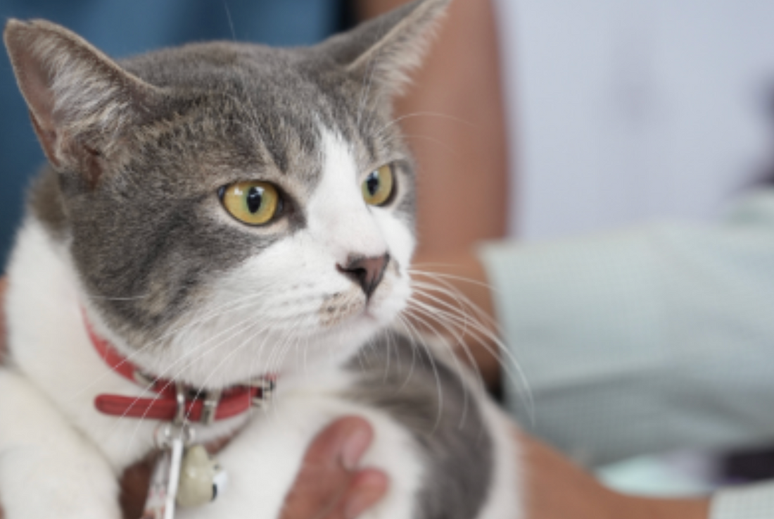 Why Pet Smell Is a Signal—Not the Problem