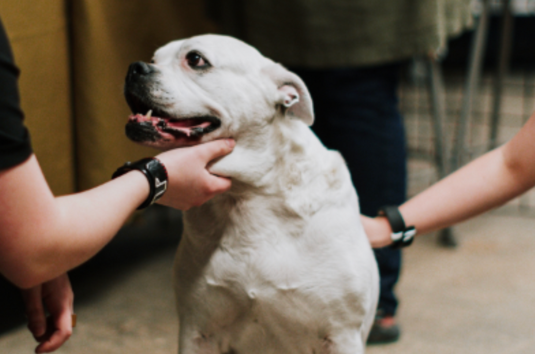 Removing Pet Urine Odor: Why 'It Was Fine Yesterday' Keeps Happening