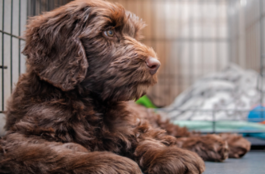 Struggling to Remove Pet Smell? Why Odor Always Comes Back to the Same Areas