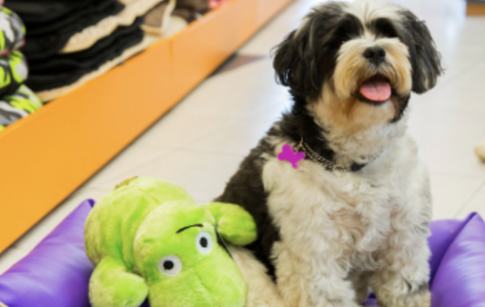 Preventing Stains & Odors in Pet Resorts: Expert Tips for Lasting Freshness