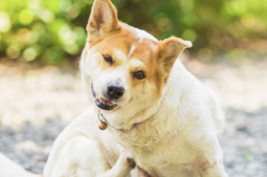 Common Pet Skin Issues and How to Manage Them Safely