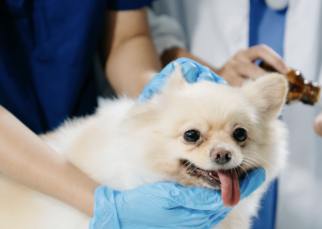How Quality Cleaning Products Protect Animals and Staff Alike