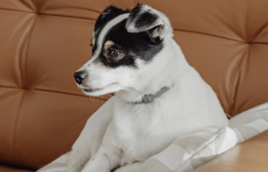How to Create a Healthier Home for Pets Through Safe Cleaning