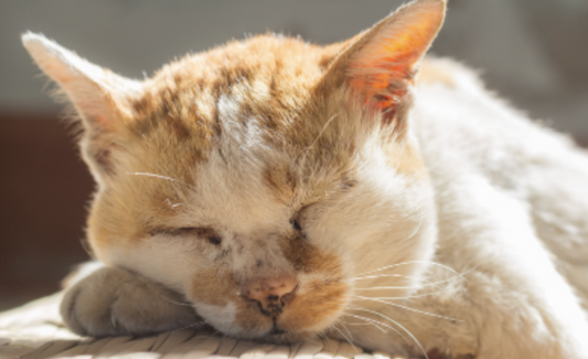 The Role of Cleanliness in Senior Pet Health & Comfort