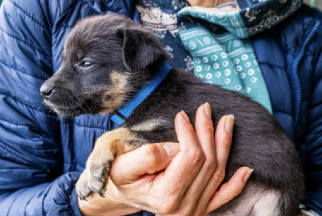 Step-by-Step Disinfection Protocols for New Pet Intakes at Shelters