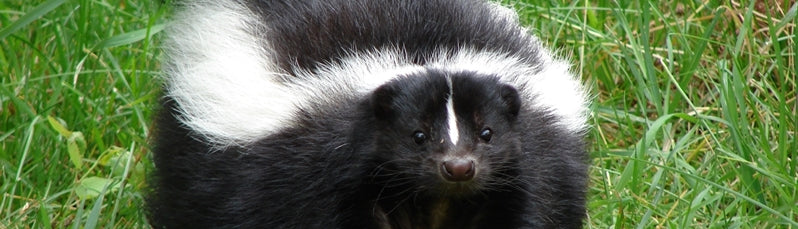Skunk Spray Doesn’t Have to Ruin Your Day