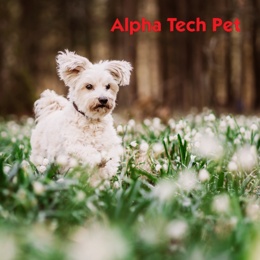 Spring Pet Health