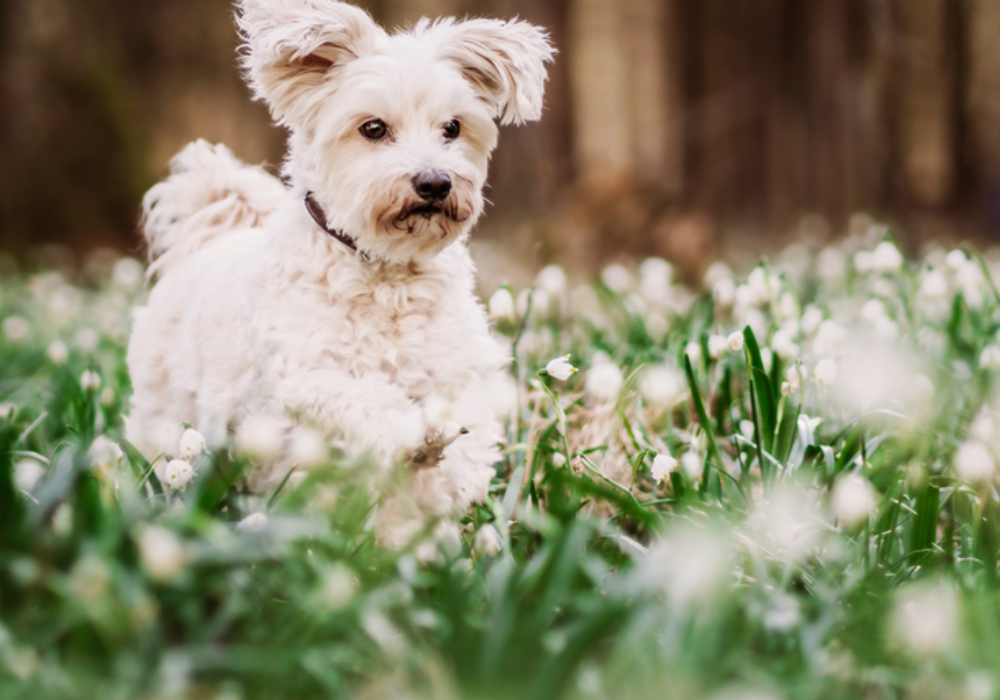 Spring Pet Health