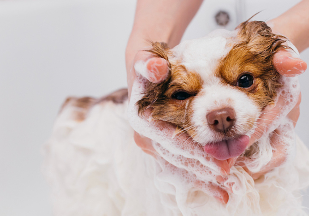 The Benefits of Regular Pet Grooming for Reducing Allergens