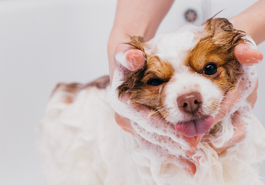 The Benefits of Regular Pet Grooming for Reducing Allergens