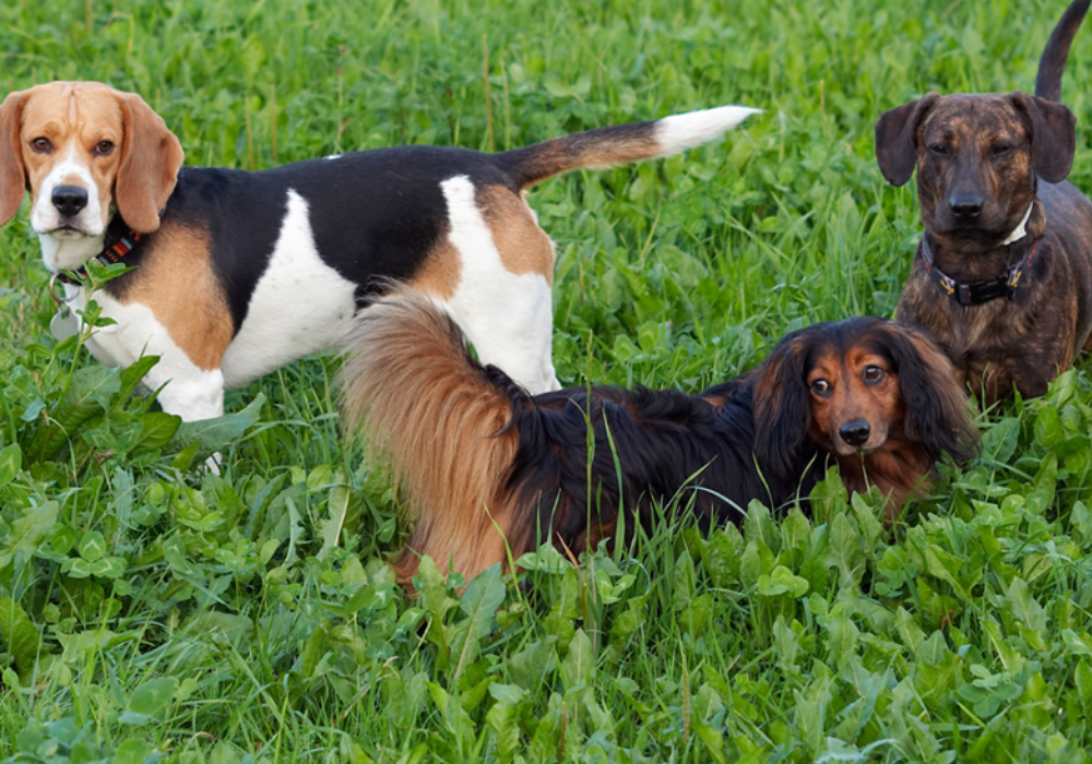 The Complete Guide to Effective Kennel Cleaning